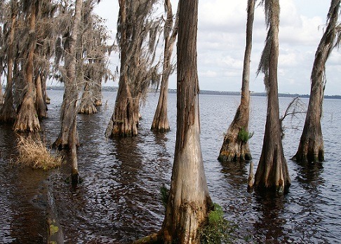 Cypress Trees in Clermont Lake